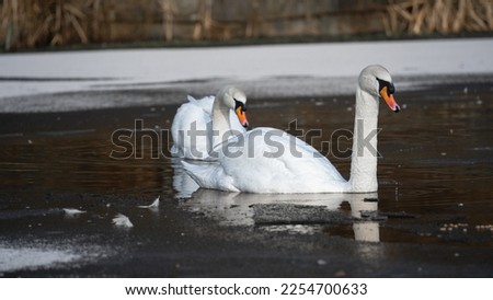 swan swimming, Swans swimming in icy stream watching snow landscape