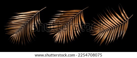 Tropical leaves gold and black, can be used as background(palm,coconut)clipping path