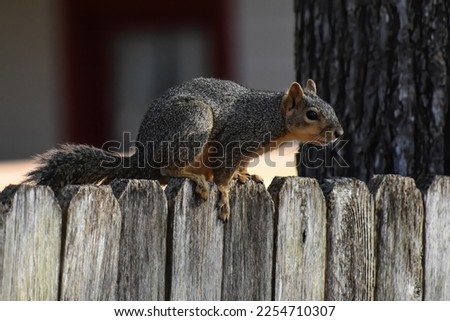 Squirrels take a swing jump over the wooden fence of the house