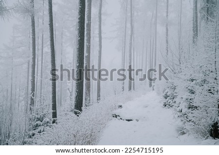 A winter dream come true. The snow-covered forest is bathed in a soft white mist. The trees are covered in a blanket of snow, creating a peaceful and serene scene. 