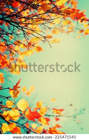 Autumn leaves sky background/ Autumn Trees Leaves in vintage color 