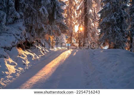 Golden light of the rising sun illuminating a winter wonderland of evergreen trees in the forest.