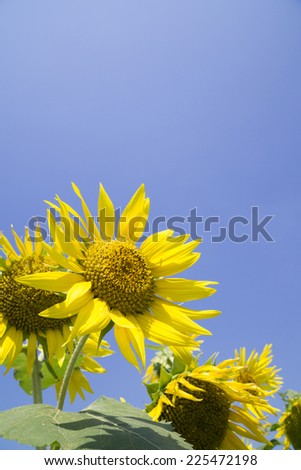 closeup of sunflower in full blossom in a field