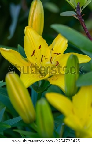 Blossom yellow lily on a green background on a summer sunny day macro photography. Garden lillies with bright orange petals in summer, close-up photography.