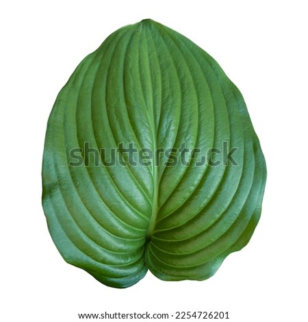 Green leaf hosta isolated on a white background. Fresh tropical leaf hosta. Flat lay. Clipping path