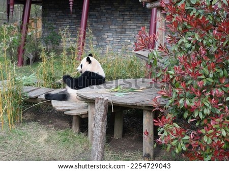 giant panda eating bamboo in the zoo