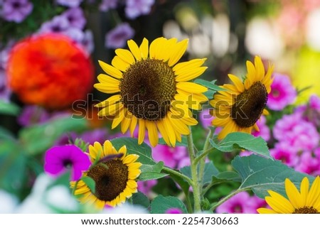 Flowers in miracle garden in dubai