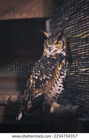 The picture of owl in the zoo staring at the nature