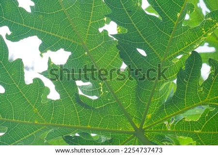 panoramic view of green leaves on blue and cloudy sky. bottom up view. for pictures of ceiling decorations, landscapes