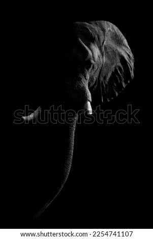 Mono African bush elephant against dark background