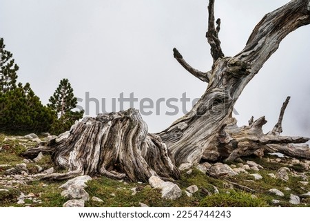 dry trunk on Gods Garden during an autumnal foggy day, Mount Pollino, Basilicata Royalty-Free Stock Photo #2254744243