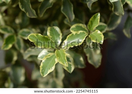 Variegated Kohuhu Silver Queen leaves - Latin name - Pittosporum tenuifolium Silver Queen Royalty-Free Stock Photo #2254745115