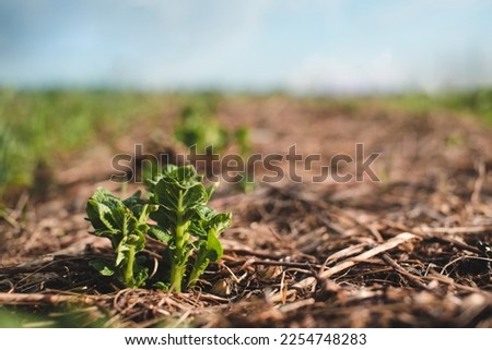 Young potato sprouts growing in a mulch bedding of straw. No dig gardening. High quality photo Royalty-Free Stock Photo #2254748283
