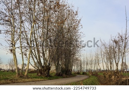 Paved  trail bordered by bare trees between fields in the italian countryside