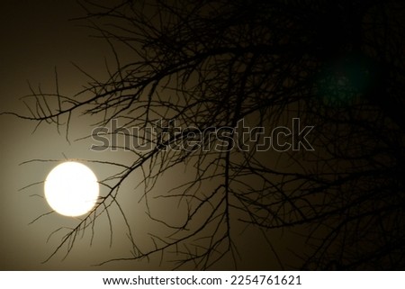Full moon through Tree Dark Background