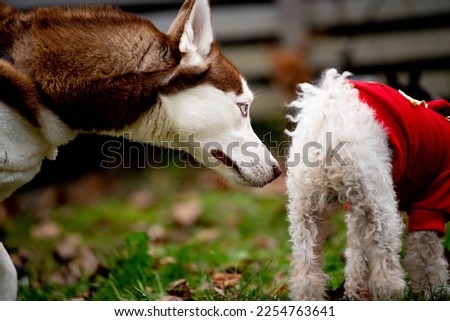 A Siberian husky puppy dog sniffs the butt of a poodle wearing a sweater at the dog park.  Royalty-Free Stock Photo #2254763641