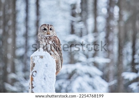 Owl in cold winter, Prague, Czech Republic Winter forest with Tawny Owl snow during winter, snowy forest in background, nature habitat. Wildlife scene from cold winter.