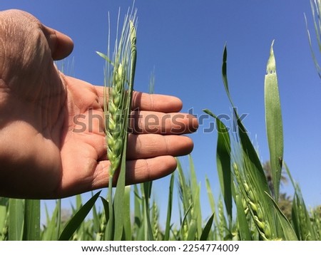 Common Wheat.Durum.Barley.Wheat.triticale.tritordeum.Common wheat field.Triticale with selective focus on subject.Eating concept. Breed making product.Protein food.Einkorn wheat.Triticum.Poaceae. Royalty-Free Stock Photo #2254774009