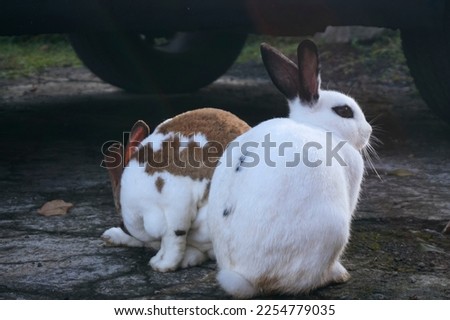 Close-up of cute and funny white and white-brown rabbits