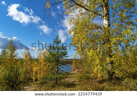 Autumn landscape in the forest .Leningrad region . Vsevolozhsk.