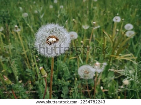 Several fluffy white dandelions with seeds on a background of green grass close-up. The concept of spring, May and the threshold of summer.