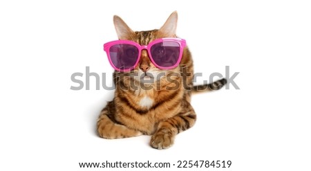 Funny red cat in pink glasses isolated on white background