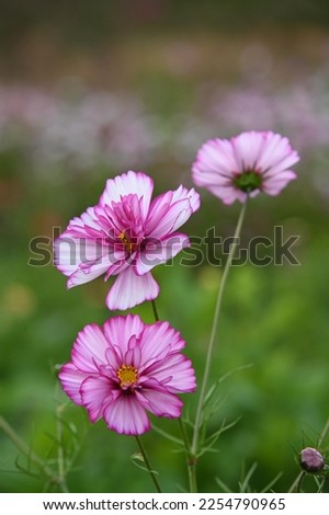 cosmos cosmea flower outdoors bloom  bipinnatus fizzy Royalty-Free Stock Photo #2254790965