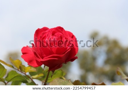  Beautiful pic of red rose