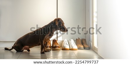 Faithful Brown Dog Waits For Return Of Owners Back Home Standing At Front Entrance Door. Purebred Pet Dachshund Looking At Window In Hallway. Copy Space. Concept Of Loneliness And Aging Royalty-Free Stock Photo #2254799737