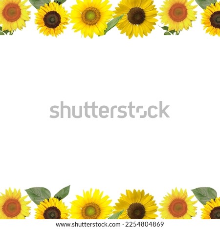 Frame decorated with sunflowers. Bunch of yellow daisy sunflowers on white background