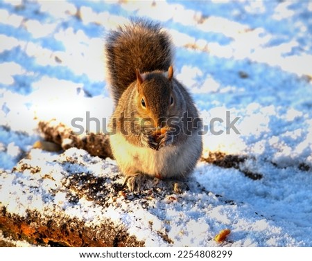 Squirrel sat in the snow eating in the morning sun