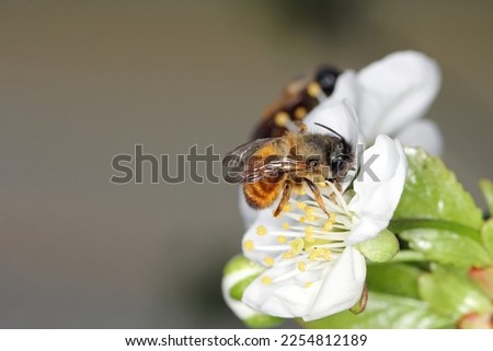 Red Mason Bee, Osmia rufa, Megachilidae, Apoidea, Apocrita, Hymenoptera. Feeding, pollinating the cherry blossom in the orchard in spring. Royalty-Free Stock Photo #2254812189