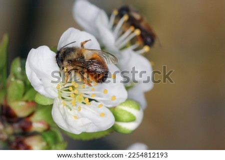 Red Mason Bee, Osmia rufa, Megachilidae, Apoidea, Apocrita, Hymenoptera. Feeding, pollinating the cherry blossom in the orchard in spring. Royalty-Free Stock Photo #2254812193