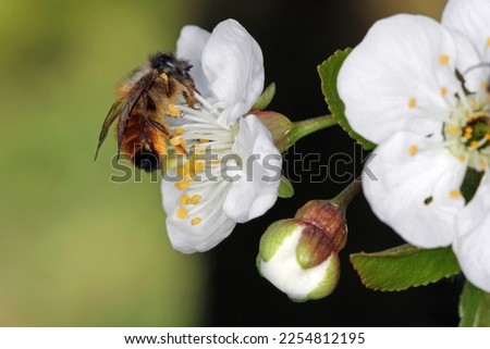 Red Mason Bee, Osmia rufa, Megachilidae, Apoidea, Apocrita, Hymenoptera. Feeding, pollinating the cherry blossom in the orchard in spring. Royalty-Free Stock Photo #2254812195