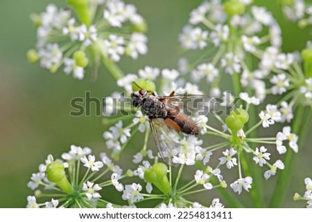 Tachinid fly (Tachinidae sp). Parasitoids of other insects. The larvae control plant pests. A fly on a flower.