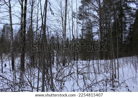 Impenetrable wilds of the northern forest in winter