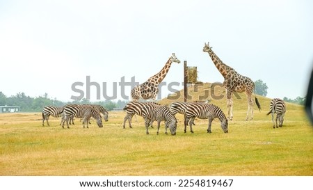 Group of wild zebras, giraffe eating grass in safari zoo park. Flock of zebras in the park. Wild animals at distance Royalty-Free Stock Photo #2254819467
