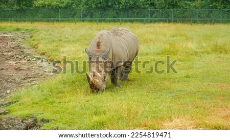 White rhinoceros eat grass in open grassland. Big rhino is in the field in wild safari park. Eco tourism