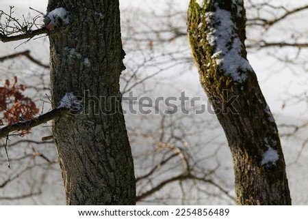high quality winter forest photo