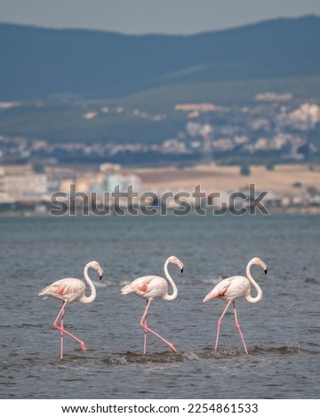 A Group of beautiful pink Flamingos walking on the beach of Alexandroupolis Greece.