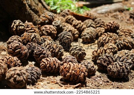Giant sequoia pine cones at base of tree in Seattle park