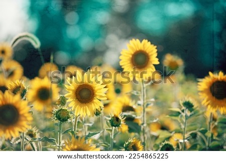 Colorful nature photography in yellow, teal and green.  Cheerful sunflowers in summer.