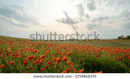 Red poppy flowers in a wild field. Vivid Poppies meadow in spring. Beautiful summer day. Beautiful red poppy flowers on green fleecy stems grow in the field. Scarlet poppy flowers in the sunset light Royalty-Free Stock Photo #2254868335