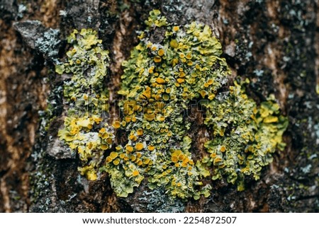 Lichen pattern on the surface of the Tree.