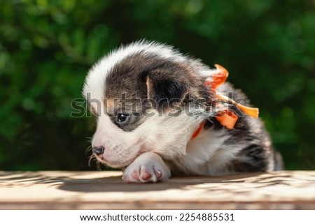 Little shy puppy of pembroke welsh corgi at summer nature