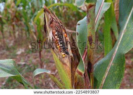 A selective focus picture of corn that wants to rot on corn field.