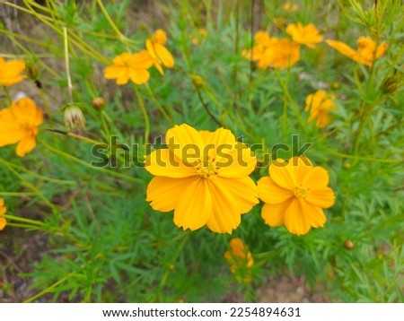 yellow flower with nine petals


 Royalty-Free Stock Photo #2254894631