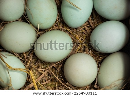 Duck egg on straw. sign,symbol. close up