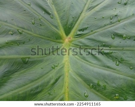 Fresh green taro leaves exposed to raindrops. Green background.