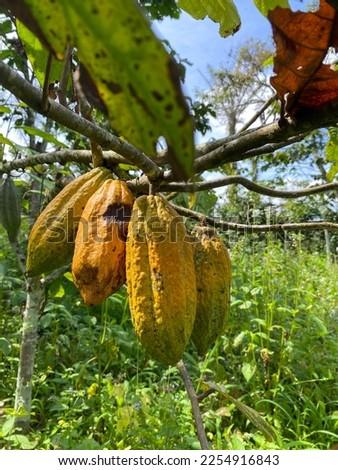 cacao fruit plants at farming.